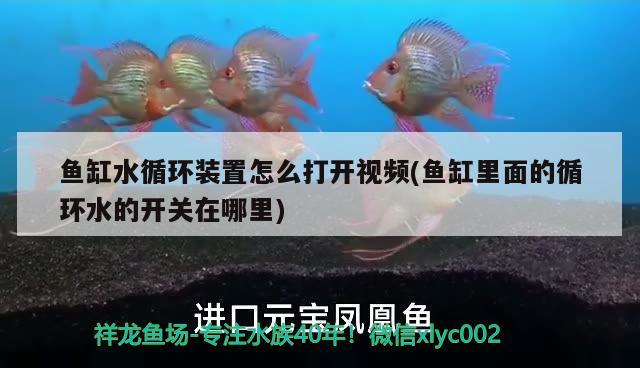 鱼缸水循环装置怎么打开视频(鱼缸里面的循环水的开关在哪里) 金龙福龙鱼