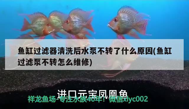 鱼缸过滤器清洗后水泵不转了什么原因(鱼缸过滤泵不转怎么维修)