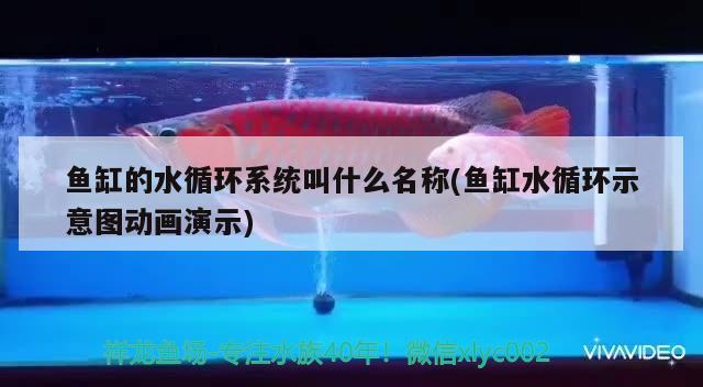 鱼缸的水循环系统叫什么名称(鱼缸水循环示意图动画演示) 鱼粮鱼药