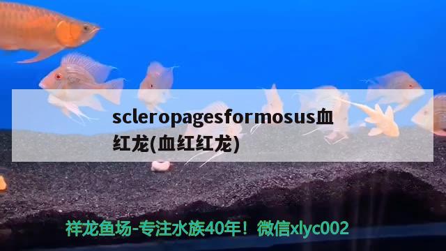 scleropagesformosus血红龙(血红红龙) 观赏鱼