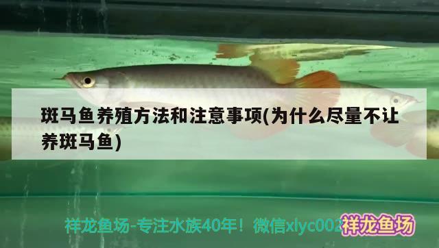 斑马鱼养殖方法和注意事项(为什么尽量不让养斑马鱼) 观赏鱼