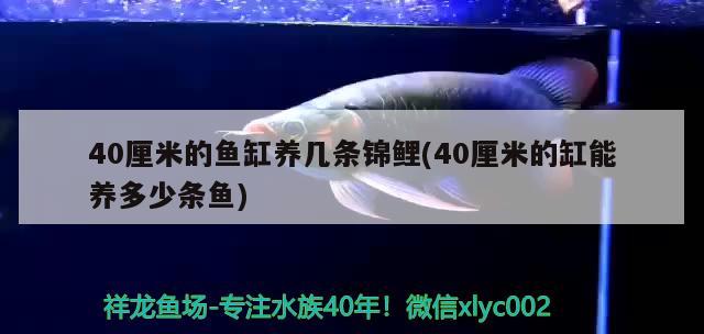 40厘米的鱼缸养几条锦鲤(40厘米的缸能养多少条鱼) 红龙专用鱼粮饲料