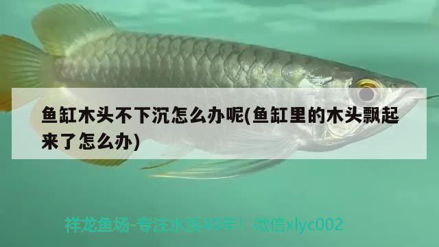 鱼缸木头不下沉怎么办呢(鱼缸里的木头飘起来了怎么办) 水族灯（鱼缸灯）