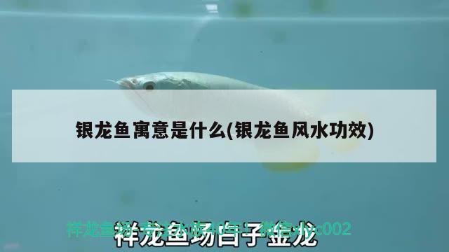 银龙鱼寓意是什么(银龙鱼风水功效) 鱼缸风水