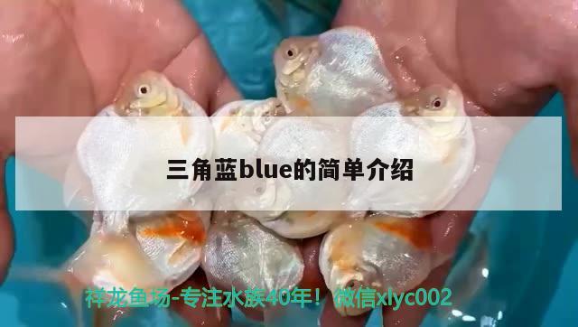 三角蓝blue的简单介绍 观赏鱼