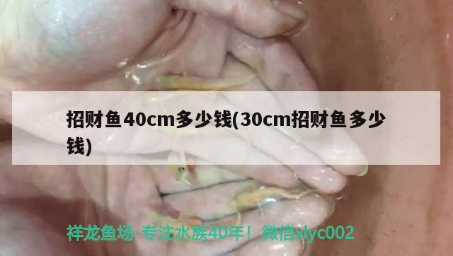 招财鱼40cm多少钱(30cm招财鱼多少钱)