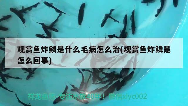 观赏鱼炸鳞是什么毛病怎么治(观赏鱼炸鳞是怎么回事)