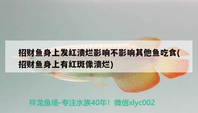 招财鱼身上发红溃烂影响不影响其他鱼吃食(招财鱼身上有红斑像溃烂)