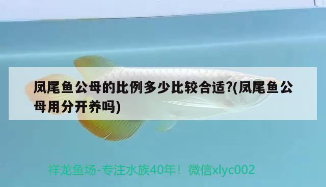 凤尾鱼公母的比例多少比较合适?(凤尾鱼公母用分开养吗) 观赏鱼