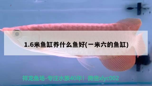 1.6米鱼缸养什么鱼好(一米六的鱼缸) 喷点菠萝鱼