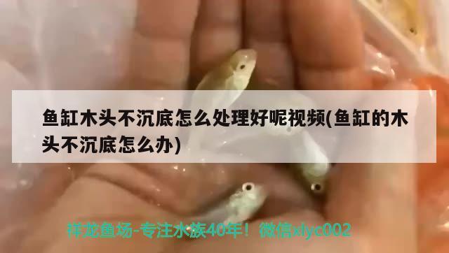 鱼缸木头不沉底怎么处理好呢视频(鱼缸的木头不沉底怎么办) 豹纹夫鱼苗