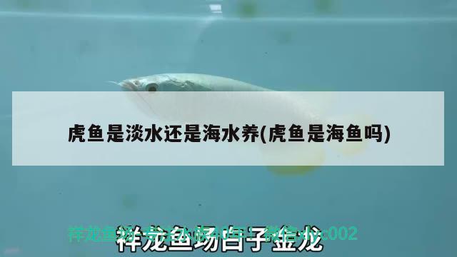 虎鱼是淡水还是海水养(虎鱼是海鱼吗)