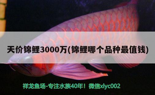 天价锦鲤3000万(锦鲤哪个品种最值钱)