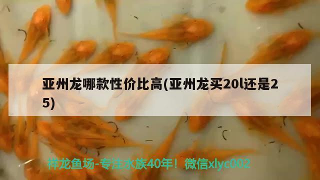 亚州龙哪款性价比高(亚州龙买20l还是25)