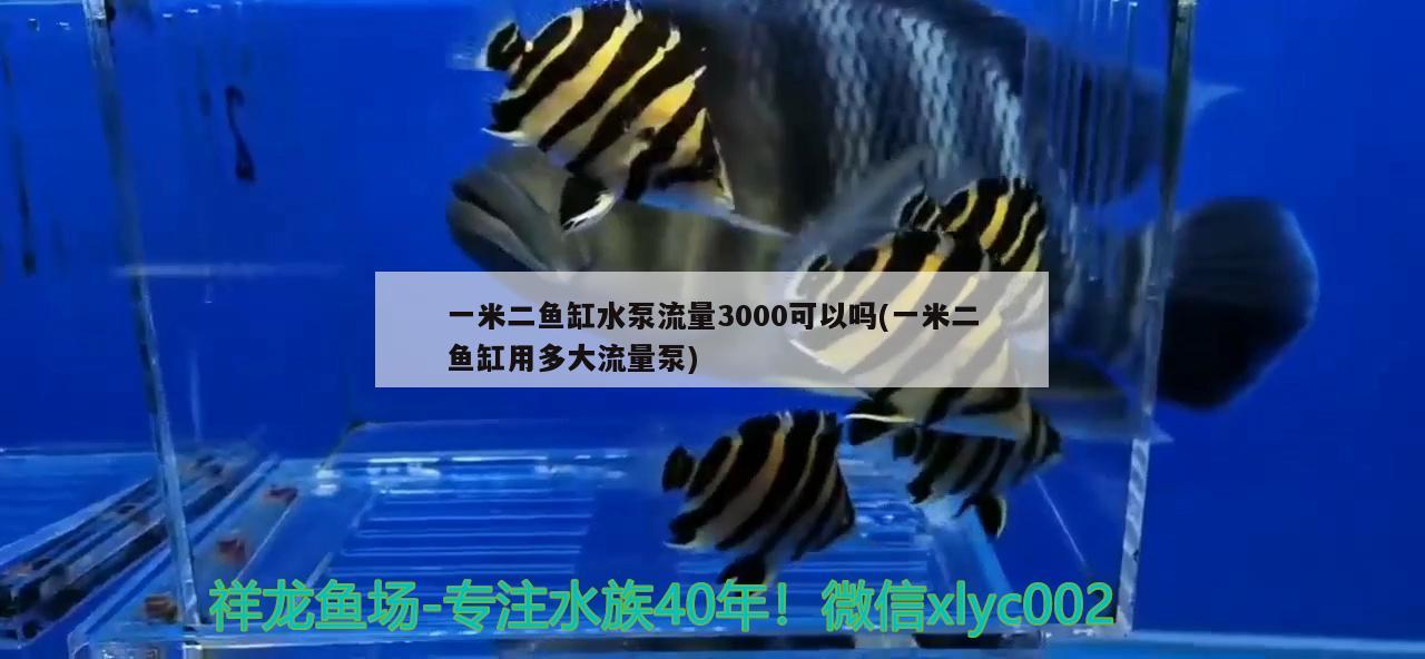 一米二鱼缸水泵流量3000可以吗(一米二鱼缸用多大流量泵)