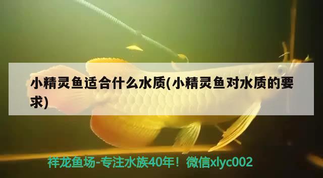 小精灵鱼适合什么水质(小精灵鱼对水质的要求)