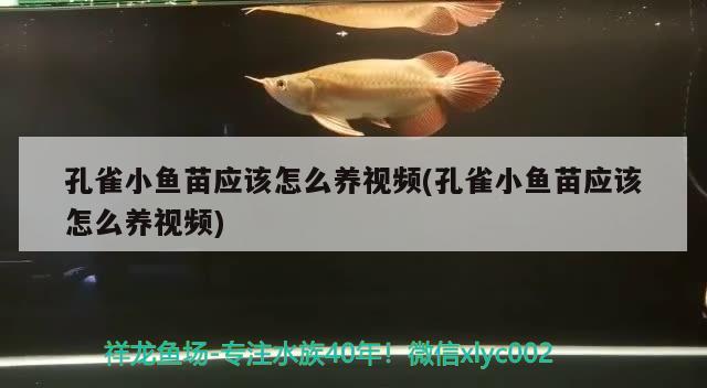 孔雀小鱼苗应该怎么养视频(孔雀小鱼苗应该怎么养视频) 观赏鱼 第2张