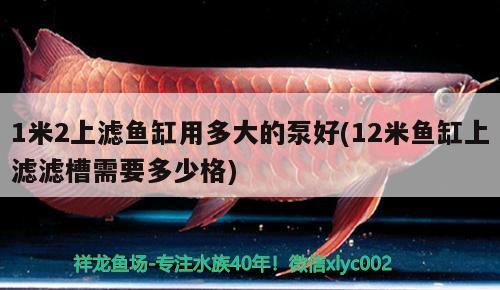 1米2上滤鱼缸用多大的泵好(12米鱼缸上滤滤槽需要多少格) 豹纹夫鱼苗