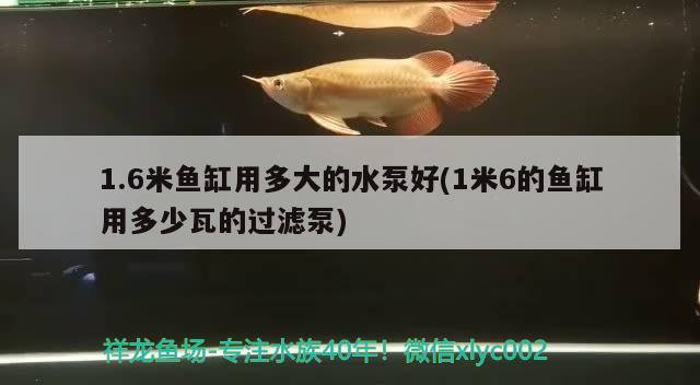 1.6米鱼缸用多大的水泵好(1米6的鱼缸用多少瓦的过滤泵)