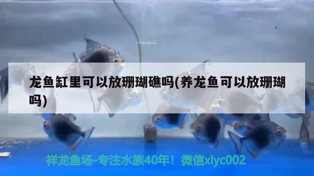 龙鱼缸里可以放珊瑚礁吗(养龙鱼可以放珊瑚吗)