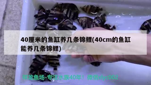 40厘米的鱼缸养几条锦鲤(40cm的鱼缸能养几条锦鲤)