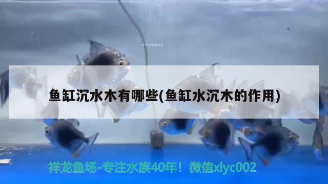 鱼缸沉水木有哪些(鱼缸水沉木的作用) 新加坡号半红龙鱼（练手级红龙鱼）