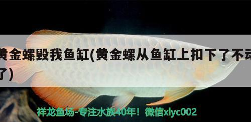 黄金螺毁我鱼缸(黄金螺从鱼缸上扣下了不动了) 观赏鱼