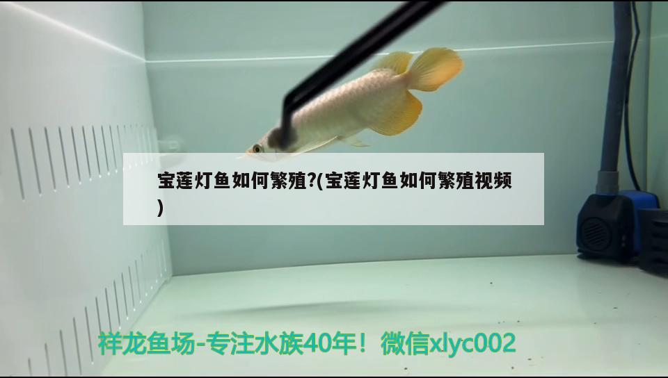 宝莲灯鱼如何繁殖?(宝莲灯鱼如何繁殖视频) 观赏鱼 第2张