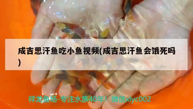 成吉思汗鱼吃小鱼视频(成吉思汗鱼会饿死吗) 观赏鱼