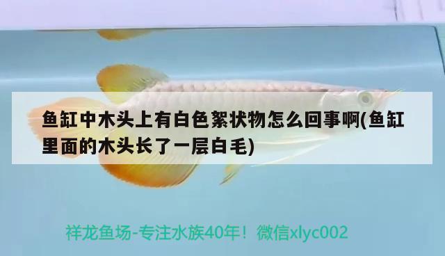 鱼缸中木头上有白色絮状物怎么回事啊(鱼缸里面的木头长了一层白毛)