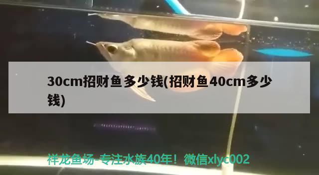 30cm招财鱼多少钱(招财鱼40cm多少钱) 观赏鱼