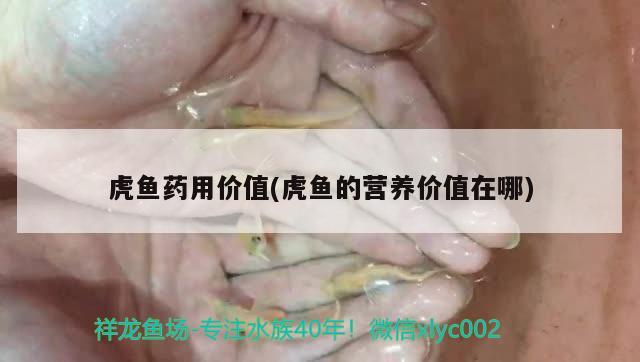 虎鱼药用价值(虎鱼的营养价值在哪)