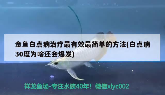 金鱼白点病治疗最有效最简单的方法(白点病30度为啥还会爆发)