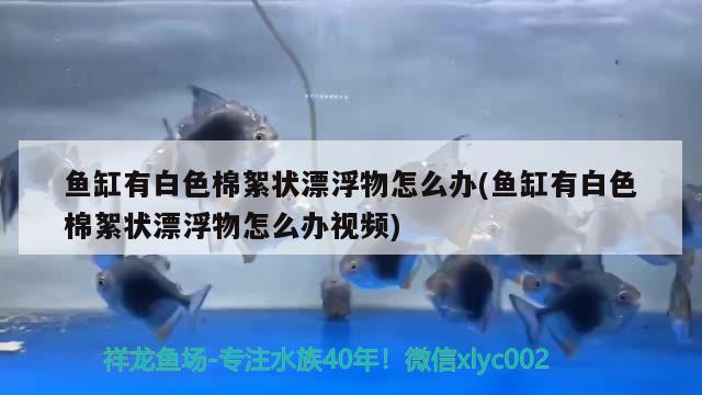 鱼缸有白色棉絮状漂浮物怎么办(鱼缸有白色棉絮状漂浮物怎么办视频) 伊巴卡鱼