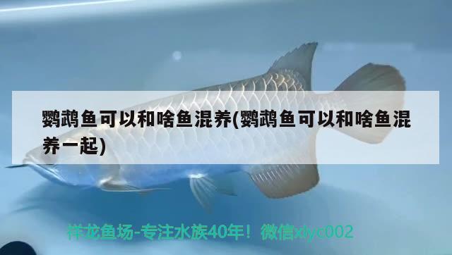 鹦鹉鱼可以和啥鱼混养(鹦鹉鱼可以和啥鱼混养一起)