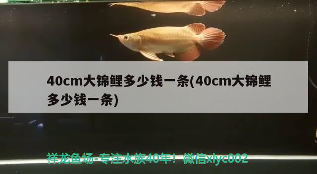 40cm大锦鲤多少钱一条(40cm大锦鲤多少钱一条) 观赏鱼