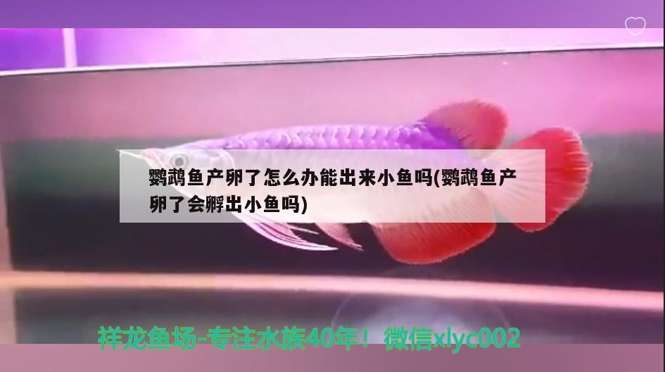 鹦鹉鱼产卵了怎么办能出来小鱼吗(鹦鹉鱼产卵了会孵出小鱼吗)