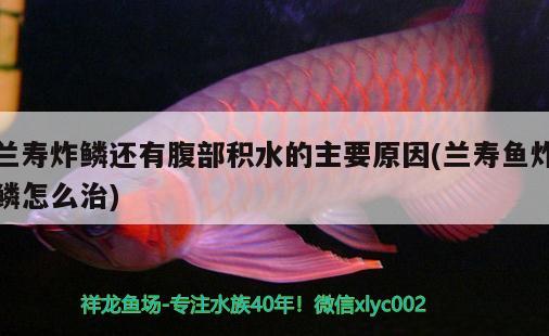 兰寿炸鳞还有腹部积水的主要原因(兰寿鱼炸鳞怎么治) 观赏鱼