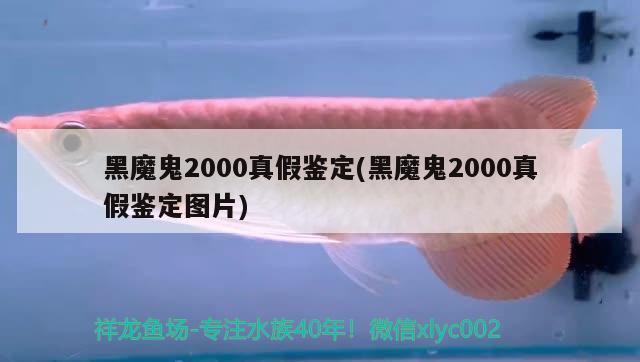 黑魔鬼2000真假鉴定(黑魔鬼2000真假鉴定图片) 观赏鱼