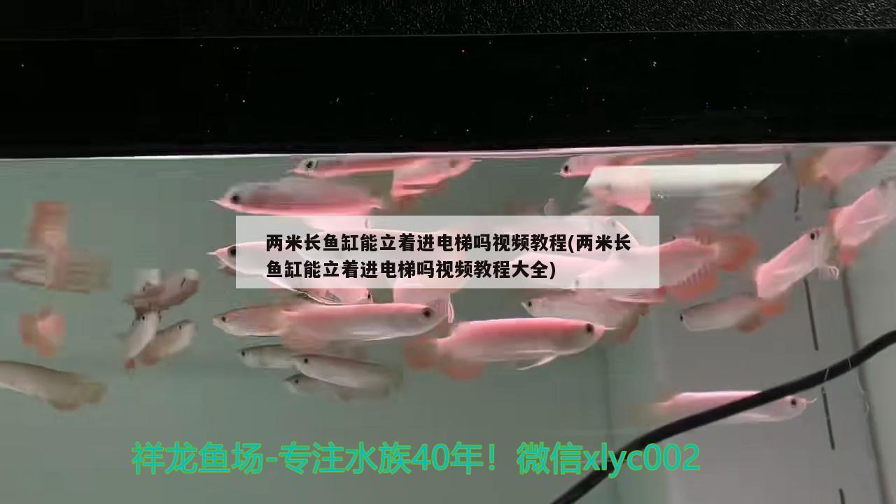 两米长鱼缸能立着进电梯吗视频教程(两米长鱼缸能立着进电梯吗视频教程大全) 非洲金鼓鱼