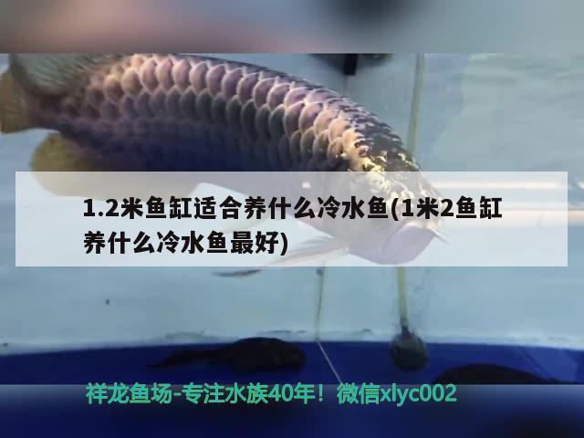 1.2米鱼缸适合养什么冷水鱼(1米2鱼缸养什么冷水鱼最好)