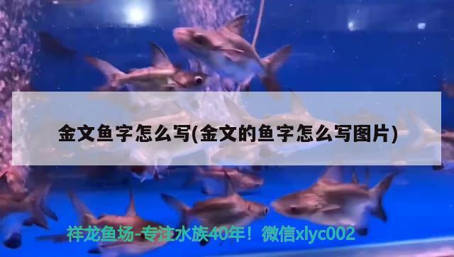 金文鱼字怎么写(金文的鱼字怎么写图片)