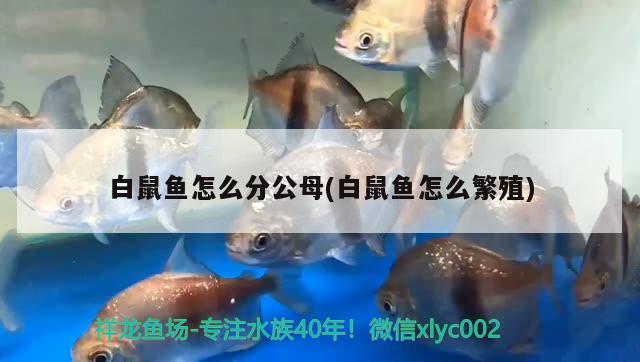 白鼠鱼怎么分公母(白鼠鱼怎么繁殖)