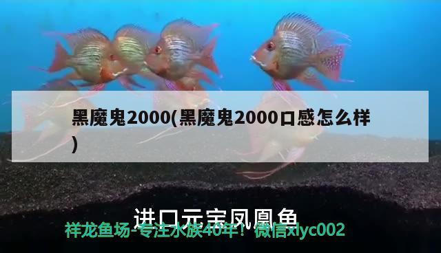 黑魔鬼2000(黑魔鬼2000口感怎么样)