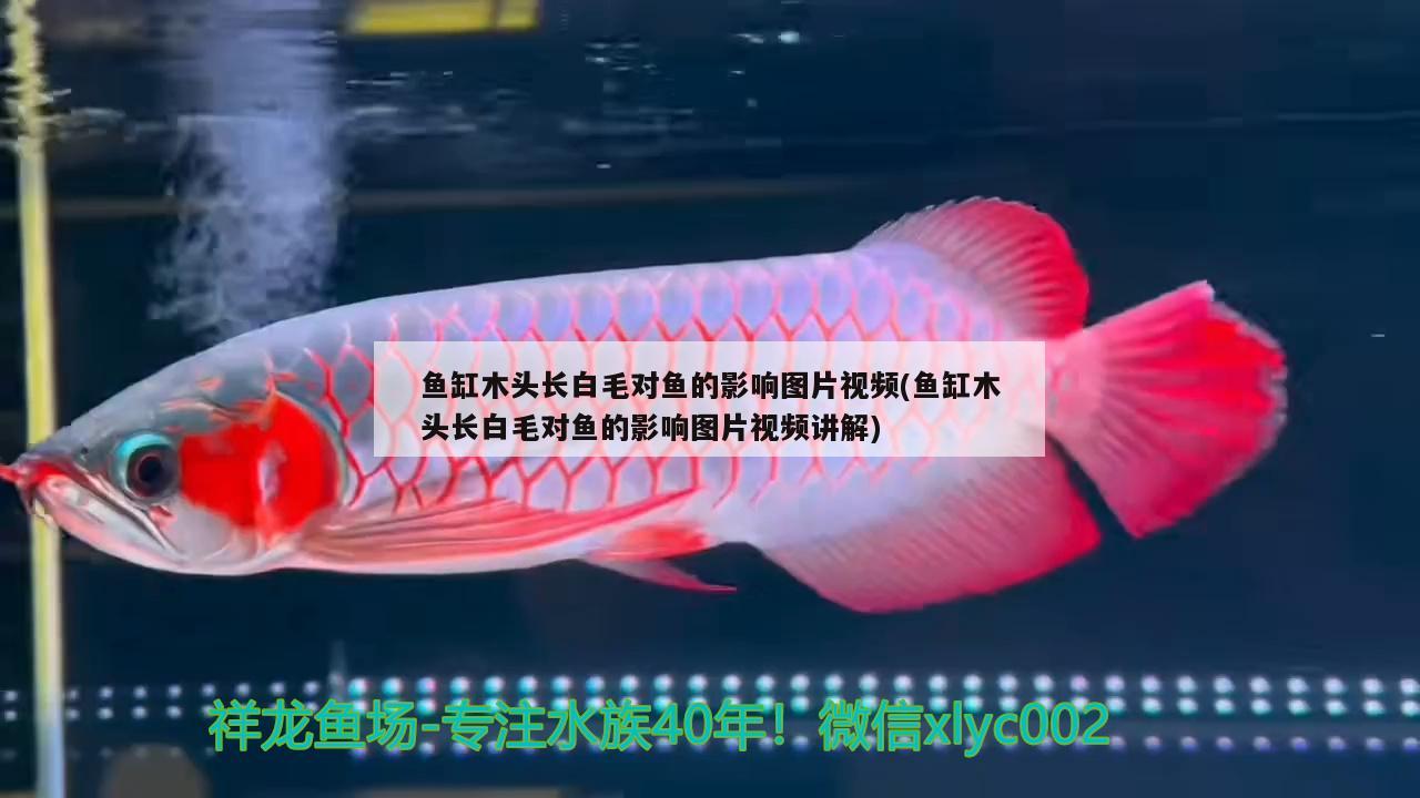 鱼缸木头长白毛对鱼的影响图片视频(鱼缸木头长白毛对鱼的影响图片视频讲解)