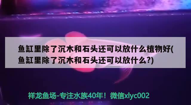 鱼缸里除了沉木和石头还可以放什么植物好(鱼缸里除了沉木和石头还可以放什么?)