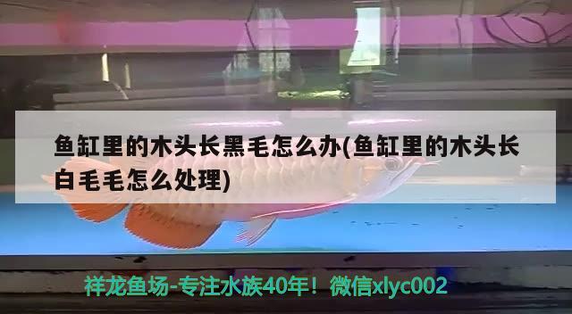 鱼缸里的木头长黑毛怎么办(鱼缸里的木头长白毛毛怎么处理)