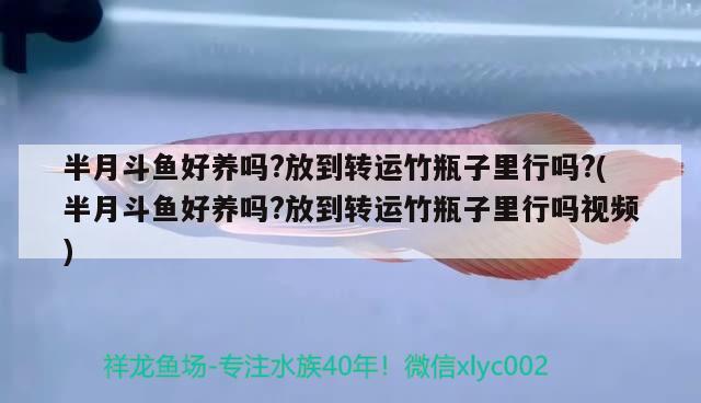 半月斗鱼好养吗?放到转运竹瓶子里行吗?(半月斗鱼好养吗?放到转运竹瓶子里行吗视频) 观赏鱼