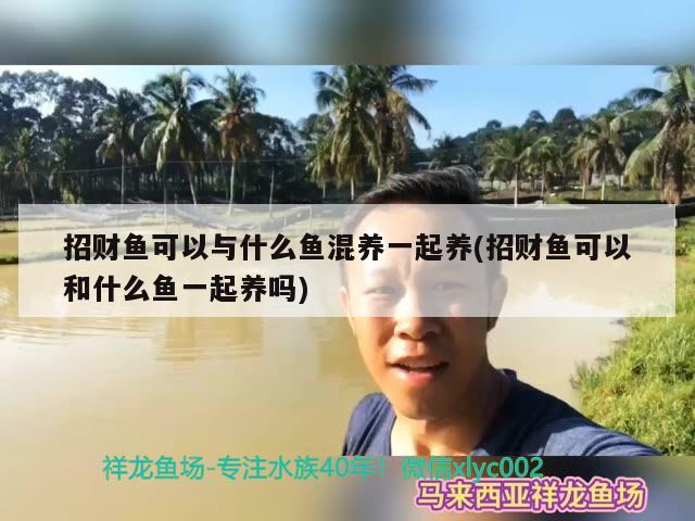 招财鱼可以与什么鱼混养一起养(招财鱼可以和什么鱼一起养吗) 观赏鱼