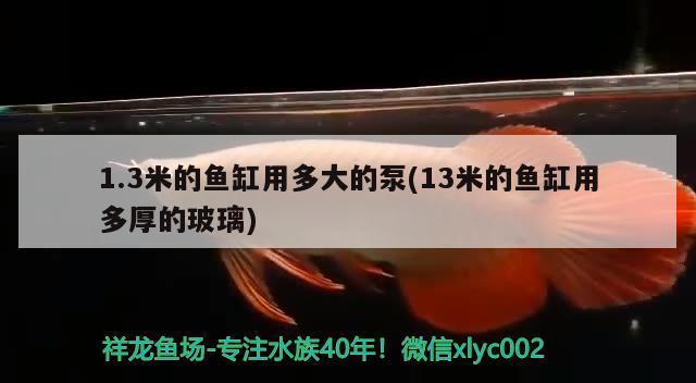 1.3米的鱼缸用多大的泵(13米的鱼缸用多厚的玻璃) 委内瑞拉奥里诺三间鱼